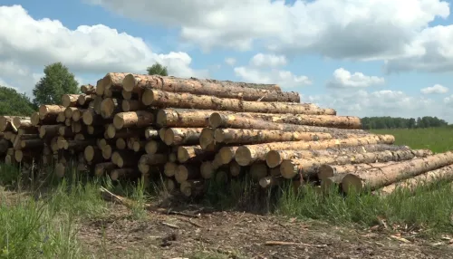 Жителя Алтайского края судят за помощь в контрабанде леса на 31 млн рублей