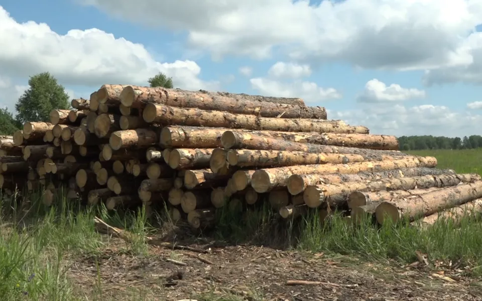 Жителя Алтайского края судят за помощь в контрабанде леса на 31 млн рублей