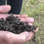 Мор пчел в 2022 году в Алтайском крае бьет все рекорды