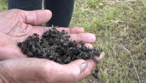 Мор пчел в 2022 году в Алтайском крае бьет все рекорды