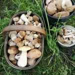 Жители Алтайского края рассказали о грибных местах в регионе
