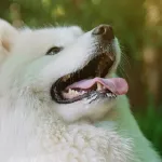 Очаровательная собака из Барнаула покорила сердца россяин