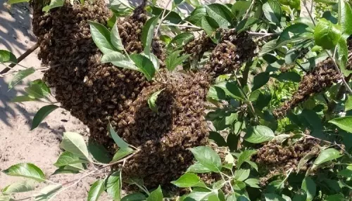 Перелетные рои пчел жители Алтайского края замечают в городах и поселках