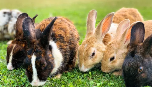 Россиянам разрешили разводить кроликов и кур на садах и огородах