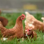 Удобряемые куриным пометом поля могли стать причиной зловония в Бийске