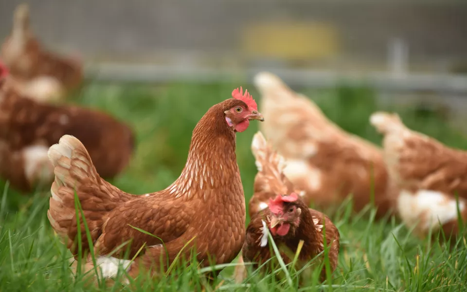Из-за вспышки птичьего гриппа в Японии уничтожили почти 10 млн кур