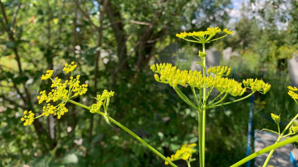 Борщевик Сосновского