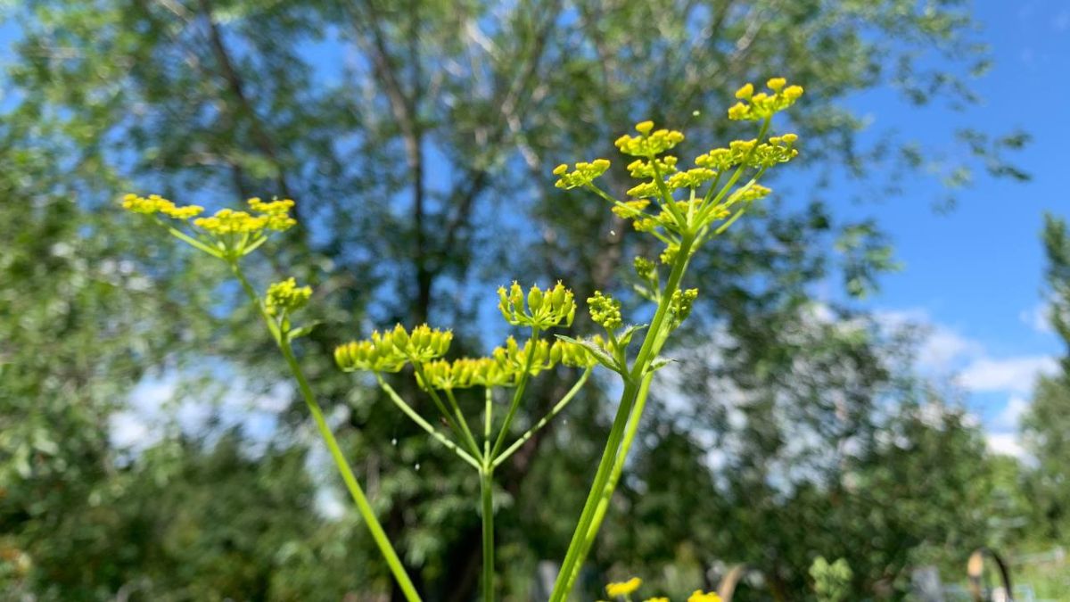 Борщевик Сосновского