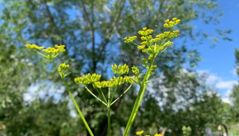 Правда ли за борщевик на участке будут штрафы больше полумиллиона