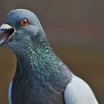 Повсюду мёртвые птицы: в Барнауле неизвестные устроили стрельбу по голубям