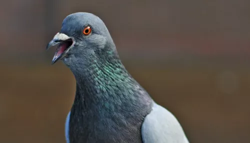В алтайском городе из-за сильной жары погибли голуби