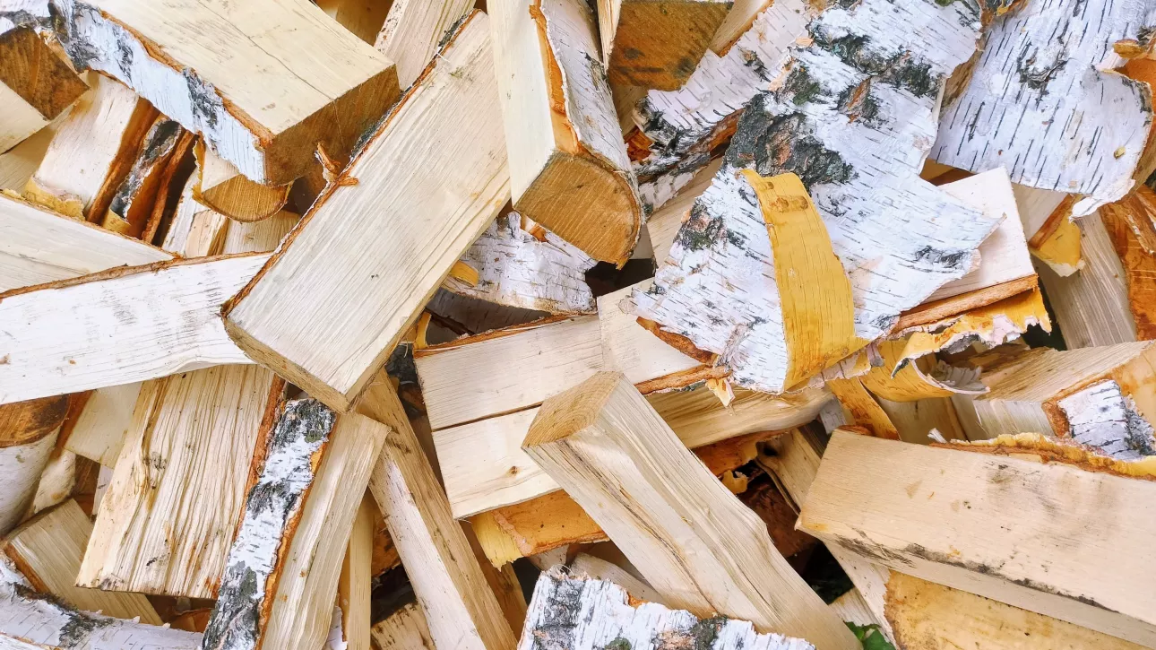 Объемы не безграничны: в Алтайском крае уточнят правила выделения жителям древесины