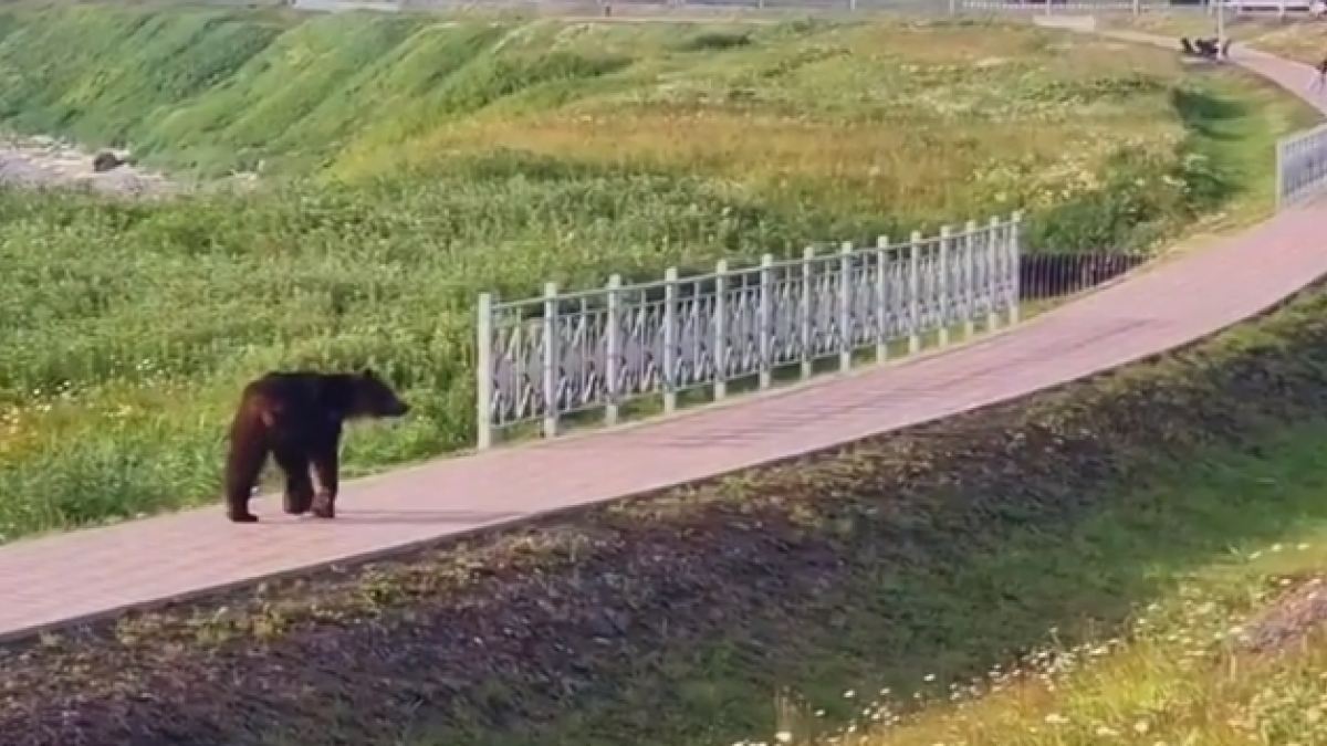 Медведь на пешеходной дорожке в Курильске