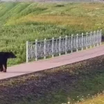 В России медведи стали чаще выходить из леса к людям