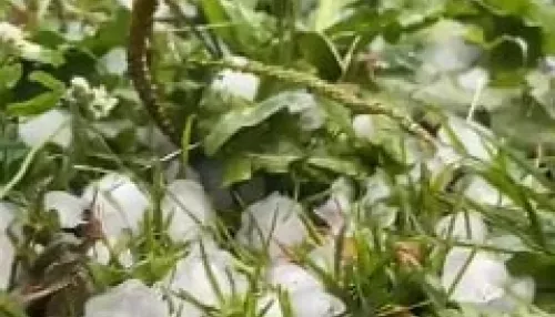 Упавшие деревья и град: барнаульцы делятся впечатлениями от удара непогоды