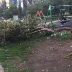 В Барнауле упавшее дерево придавило ребенка на детской площадке