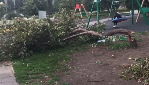 В Барнауле упавшее дерево придавило ребенка на детской площадке