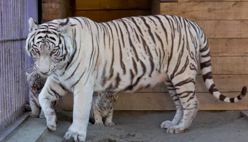 Барнаульцы умиляются роскошному семейству белых тигров в зоопарке