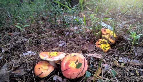 Жители Алтайского края хвастаются богатым урожаем грибов