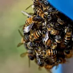 В Алтайском крае возбудили семь административных дел из-за массовой гибели пчел