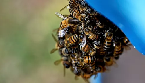 В Алтайском крае возбудили семь административных дел из-за массовой гибели пчел