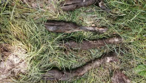 В Алтайском крае сельчанин задавил и закоптил стокилограммового лося
