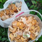 За два часа – 40 литров. Жители Алтайского края везут из леса ведра грибов