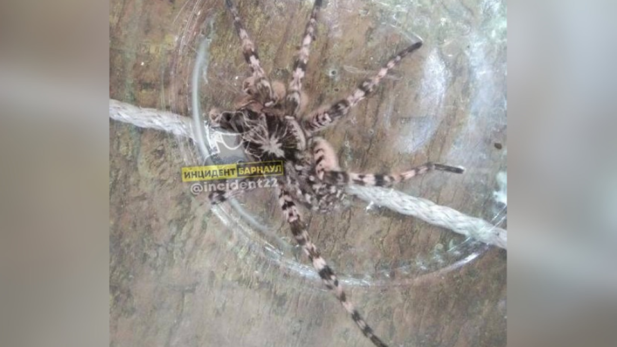 Большие пауки в доме. Огромный паук в доме. Пауки Сибири. Крупные пауки Крыма.