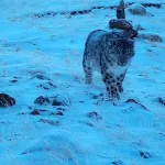 Ученые обнаружили в Республике Алтай нового снежного барса