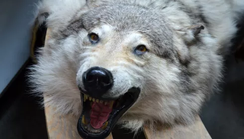 Браконьеры и волки-гибриды: Томенко просят увеличить выплаты алтайским охотникам