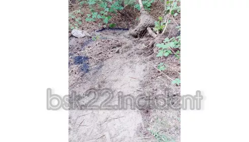 В Алтайском крае дорожники закопали асфальт в лесу, где гуляют люди