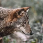 В лесу волк напал на трех мальчиков — один ребенок погиб