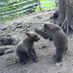 В Алтайском заповеднике рассказали о жизни спасенных медвежат