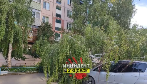 В Рубцовске дерево упало на два припаркованных автомобиля