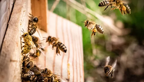 В алтайскую полицию поступило более сотни сообщений о гибели пчел