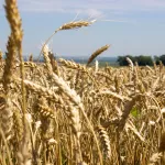 Алтайский край получит полмиллиарда рублей зерновых субсидий