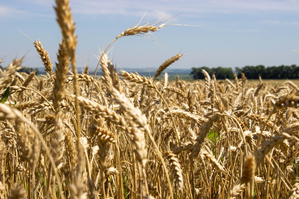 Пшеница. Урожай. Лето