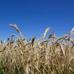 Пшеница подгорела. Как аграрии Алтайского края справляются с засухой