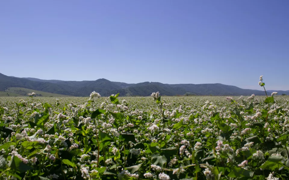 Продать за 12 рублей рука не поднимается: аграрии края сокращают посевы гречихи