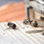 Нужен диалог: в АКЗС прокомментировали ситуацию с массовой гибелью пчел