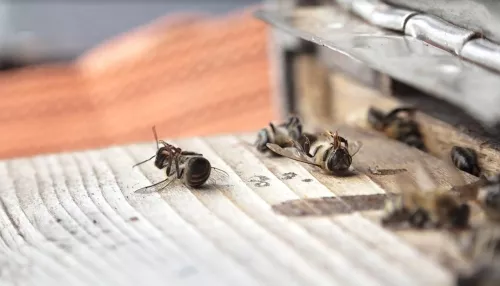 Пчела погибнет, мы погибнем: в Алтайском крае произошёл массовый мор пчел