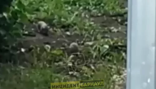 Ходят как хотят: в Барнауле горбольницу атакует стадо крыс