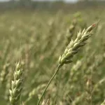 Что такое зерновая сделка и почему Россия ее приостановила