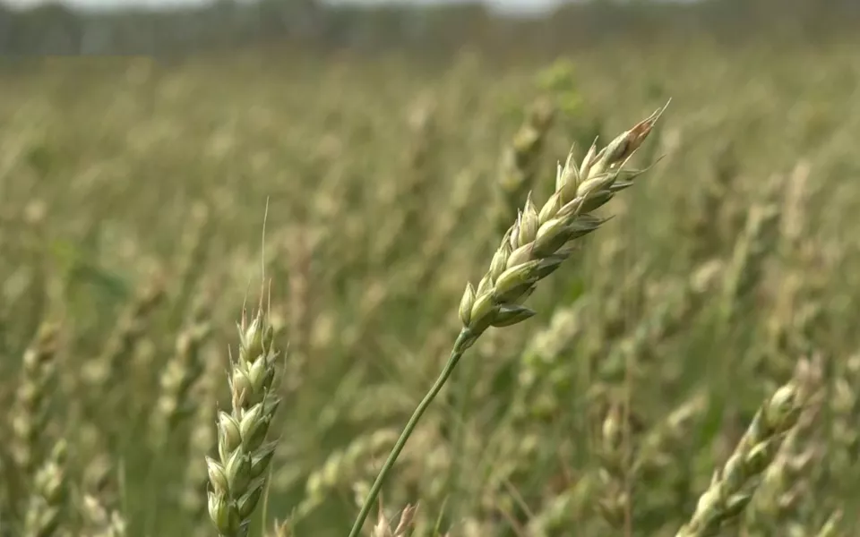 Более 5 млн тонн зерна собрали хозяйства Алтайского края