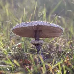 Грибники нашли на Алтае вкусный космический гриб