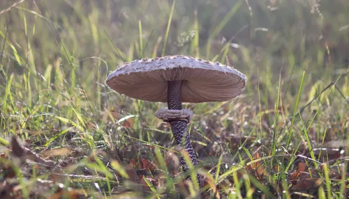 Грибники нашли на Алтае вкусный космический гриб