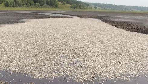 В алтайском районе из озера спустили воду – погибла рыба