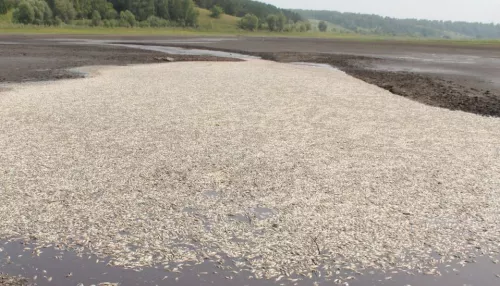В алтайском районе из озера спустили воду – погибла рыба