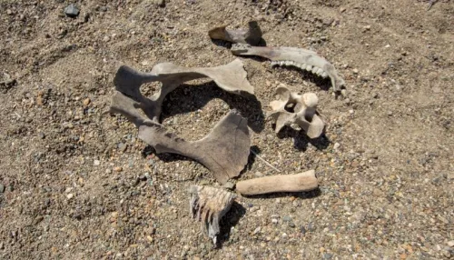В Алтайском крае во время экспедиции обнаружили зуб мамонтенка