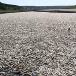 Правоохранители начали проверку по факту гибели рыбы в алтайском озере